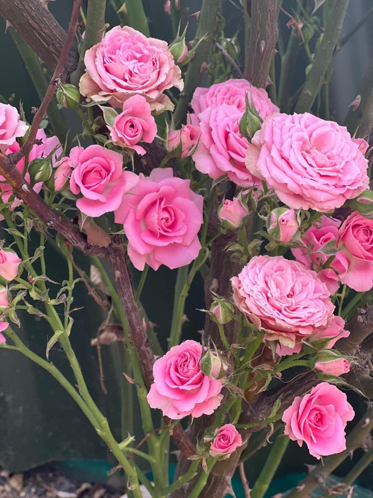 Rosa Dei Venti Hotell Cagliari Exteriör bild